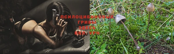 амф Гусев